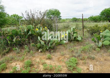 Fleurs jaunes sur le Pear de Prickly Cactus Banque D'Images