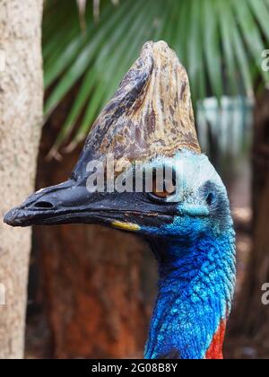 Magnifique et élégant, le Southern Cassowary est doté de caractéristiques uniques. Banque D'Images