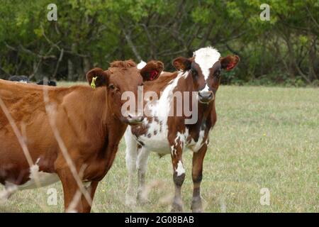 Deux vaches curieuses dans un champ herbacé Banque D'Images