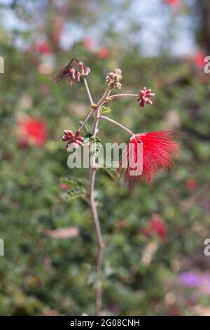 Calliandra californica - Duster de la fée de Baja. Banque D'Images