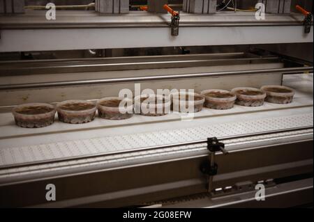 Filets de hareng marinés dans des boîtes en plastique sur un tapis roulant. Banque D'Images