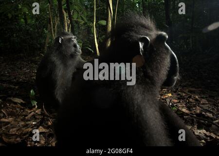 Sulawesi macaques noires à crête (Macaca nigra) assis sur le sol de la forêt dans la réserve naturelle de Tangkoko, au nord de Sulawesi, en Indonésie. Outre la déforestation et le braconnage, le changement climatique augmente le risque d'extinction de cette espèce endémique, en danger critique. Des températures plus élevées, des conditions climatiques inhabituelles et extrêmes, par exemple, affecteront la disponibilité de leur approvisionnement alimentaire. Banque D'Images