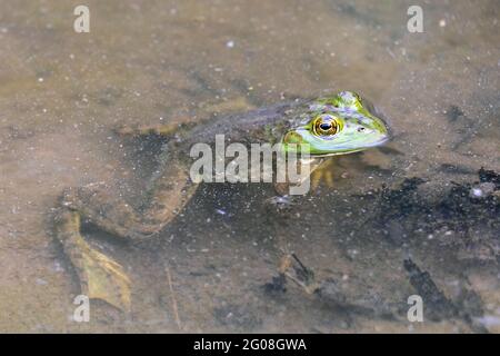 La grenouille taureau américaine (Lithobates catesbeianus) assise dans un ruisseau de l'Iowa Banque D'Images