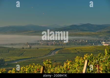 FRANCE, HAUT-RHIN (68), ROUTE DES VINS D'ALSACE PAYSAGE EN AUTOMNE AVEC VILLAGE DE ZELLENBERG DERRIÈRE LA BRUME ET EN ARRIÈRE-PLAN LES VOSGES ET LE GRAND BA Banque D'Images