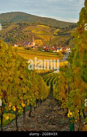 FRANCE, HAUT-RHIN (68), VIGNOBLE ET VILLAGE DE NIEDERMORSCHWIHR EN AUTOMNE ET EN ARRIÈRE-PLAN LE VIGNOBLE DE GRAND CRU MMERBERG Banque D'Images