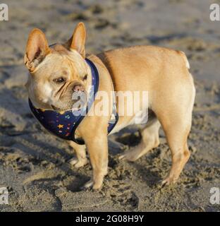 5 ans-Frenchie mâle Tan debout et regardant un chemin à la plage Banque D'Images
