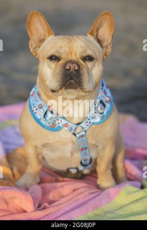 5 ans-Frenchie homme Havane assis sur une serviette de plage et regardant l'appareil photo. Plage de sable en Californie du Nord. Banque D'Images