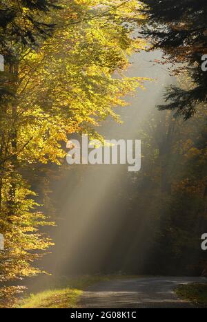 FRANCE. BAS-RHIN (67). REINHARDSMUNSTER. FORÊT DE SAVERNE DANS LA BRUME Banque D'Images