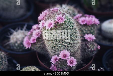 Mammillaria cactus, un type avec des fleurs roses, arrière-plan sombre flou Banque D'Images