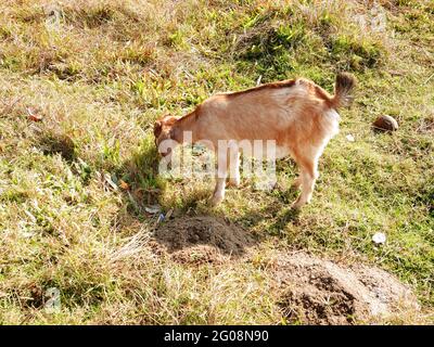 Chèvre népalais trouver et manger de l'herbe sur le sol de prairie à la campagne rurale en plein air dans la ville métropolitaine de Pokhara comme la capitale de Gandaki P Banque D'Images