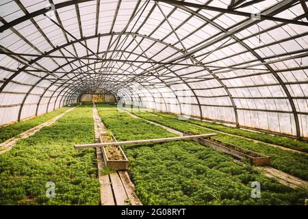 Petits pousses vertes de plantes pins arbres qui poussent du sol dans une boîte de plantes en bois à Greenhouse ou Hothouse Banque D'Images