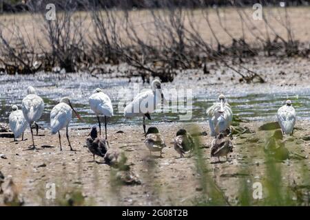 La spoonbill eurasienne (Platalea leucorodia) se détendant dans les marais Marismas del Odiel, Huelva, Andalousie, Espagne Banque D'Images