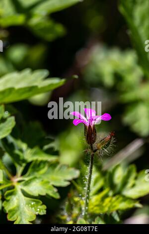 Géranium robertianum en croissance dans le champ Banque D'Images