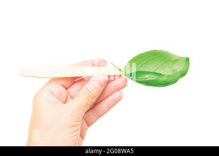 Main femelle tenant une cuillère en bâton de bois et une feuille de basilic verte isolée sur blanc. Concept créatif de saine alimentation. Banque D'Images