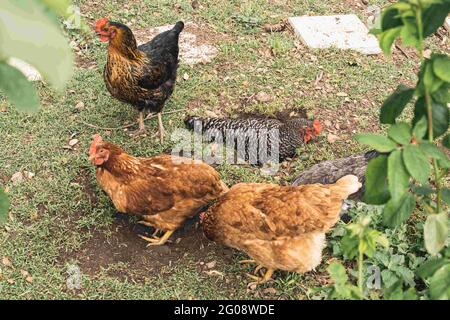 ensemble de poules marchant sur l'herbe dans le jardin et d'autres allongé dans un trou dans le sol pour incuber des oeufs et des poussins d'éclore Banque D'Images