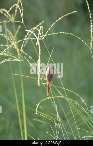 la femelle de Crimson est perchée et fourraise sur des têtes de semence d'herbe sur le Townsville Common, Queensland, Australie Banque D'Images