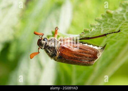 Le coléoptère du Cockchaker a également appelé un insecte de mai (Melolontha melolontha, Royaume-Uni. Un insecte mâle Banque D'Images