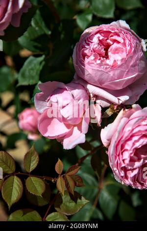 Roses anciennes roses avec feuillage en fleur vus de près Banque D'Images