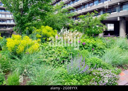 Les plantes qui poussent au printemps à Nigel Dunnett Jardins hêtre au Barbican ensemble immobilier dans la ville de London UK KATHY DEWITT Banque D'Images