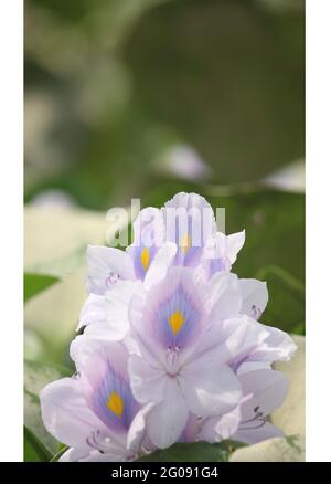 Belle fleur pourpre de Pontederia Eichhornia crassipes, également connu sous le nom de jacinthe d'eau, l'escrime gondok est originaire de l'Amazonie, et est souvent un très Banque D'Images