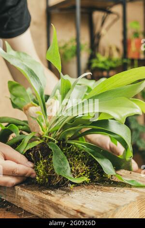 Homme couvrant les racines de Staghorn Fern avec la mousse de tôle. Montage d'une usine sur le projet de bricolage en bois Banque D'Images