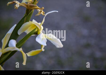 Iris hollandica blanc et jaune avec des feuilles visibles de près Banque D'Images