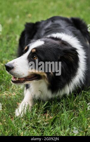 Charmante bordure tricolore rouge noir et blanc collie se trouve dans le parc sur l'herbe verte, regarde avec soin et sourit. Le berger britannique attend. Plus astucieux Banque D'Images