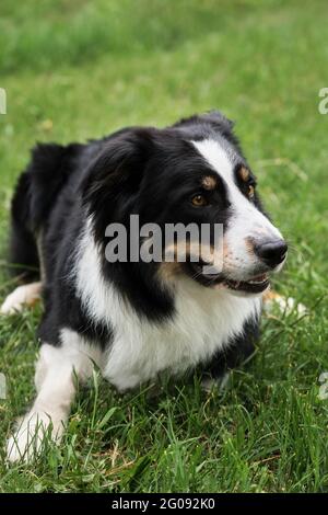 Charmante bordure tricolore rouge noir et blanc collie se trouve dans le parc sur l'herbe verte, regarde avec soin et sourit. Le berger britannique attend. Plus astucieux Banque D'Images