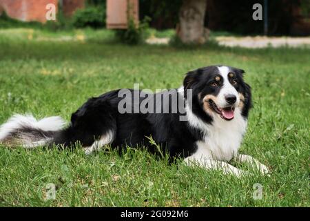 Charmante bordure tricolore rouge noir et blanc collie se trouve dans le parc sur l'herbe verte, regarde avec soin et sourit. Le berger britannique attend. Plus astucieux Banque D'Images