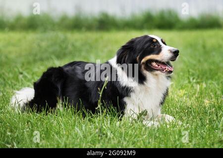 Charmante bordure tricolore rouge noir et blanc collie se trouve dans le parc sur l'herbe verte, regarde avec soin et sourit. Le berger britannique attend. Plus astucieux Banque D'Images