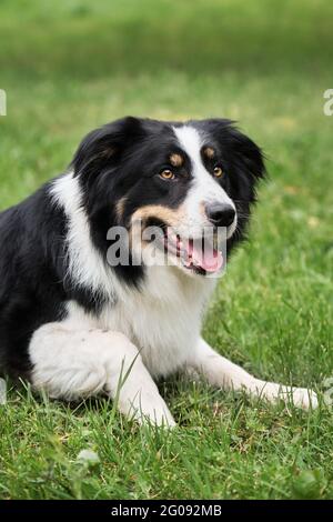 Charmante bordure tricolore rouge noir et blanc collie se trouve dans le parc sur l'herbe verte, regarde avec soin et sourit. Le berger britannique attend. Plus astucieux Banque D'Images