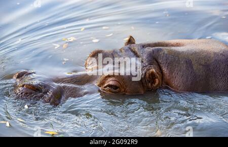 hippo nage dans le lac de près Banque D'Images