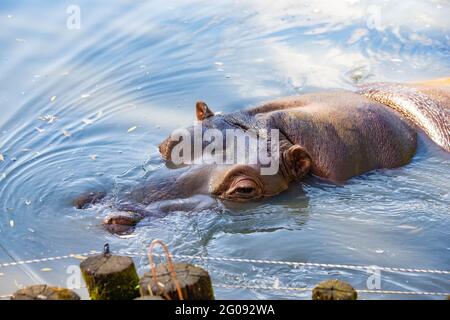 hippo nage dans le lac de près Banque D'Images