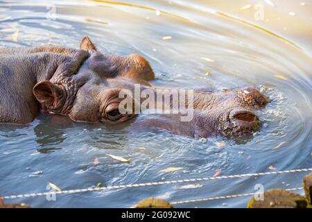 hippo nage dans le lac de près Banque D'Images
