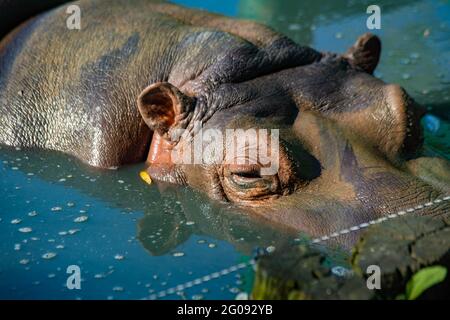 hippo nage dans le lac de près Banque D'Images