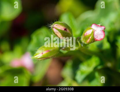 Bourgeons de géranium. Les fleurs sortent. Banque D'Images