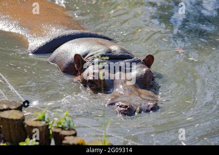 hippo nage dans le lac de près Banque D'Images