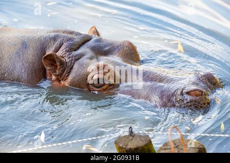 hippo nage dans le lac de près Banque D'Images