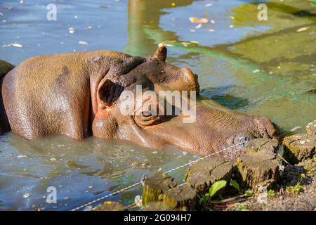 hippo nage dans le lac de près Banque D'Images