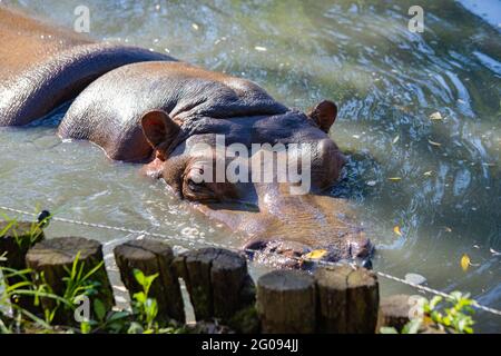 hippo nage dans le lac de près Banque D'Images