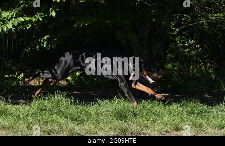 Une belle course à pied rapide Doberman Banque D'Images