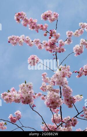 Cerisier Prunus Tree Sky Rose Rosebud Cherry Banque D'Images