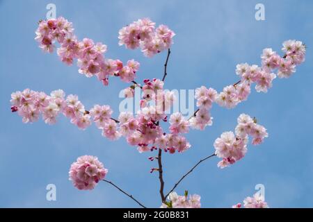 Prunus fleurs roses fleurs contre ciel bleu fleurs roses fleurs florissantes branches florissantes fleurs de cerisier fleurs début printemps Rosea couleur avril Banque D'Images