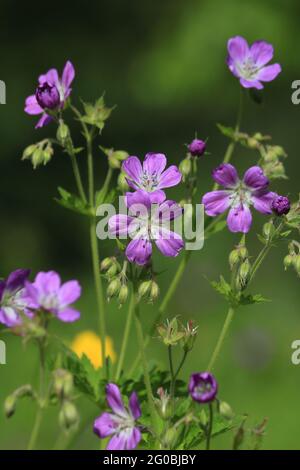 Géranium sylvaticum, bois de grue-bec, géranium des bois. Fleurs violettes et jaunes vives sur un pré vert en plein soleil. Banque D'Images