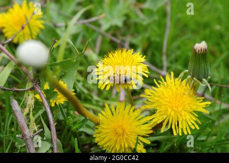 Une abeille collectant le nectar et le pollen sur une fleur de pissenlit jaune en gros plan. Mise au point sélective. Banque D'Images