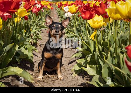 Petit chien nain pinscher assis entre des fleurs de tulipe. Banque D'Images