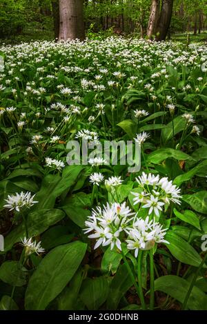 Mecsek, Hongrie - fleurs d'ail blanc sauvage (Allium ursinum ou Ramsons) qui fleurissent au printemps dans la forêt sauvage de Mecsek Banque D'Images