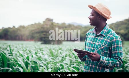 L'agriculteur africain avec chapeau est debout et utilise un comprimé dans le champ de plantation de maïs.Agriculture ou concept de culture Banque D'Images