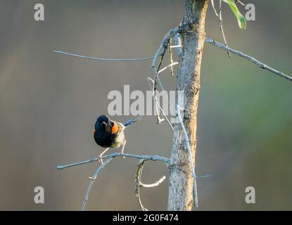 Longue queue effilée du wren rouge perchée sur la branche sur le chemin de la nourriture sur le commune de Townsville dans le Queensland, en Australie. Banque D'Images