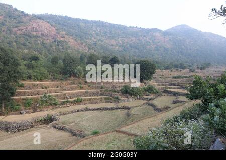 LANJIA SAORA TRIBU, champs en terrasse utilisés pour la culture de paddy. L'élevage en terrasse est connu sous le nom de Sarabs. Près du village de Puttasingh d'Odisha, en Inde Banque D'Images